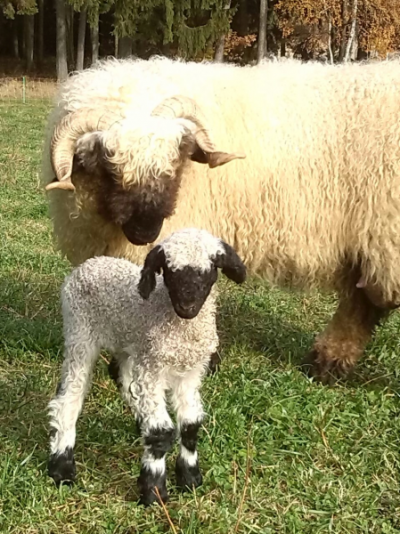 Schwarznasen-Schafe/Blacknose sheep