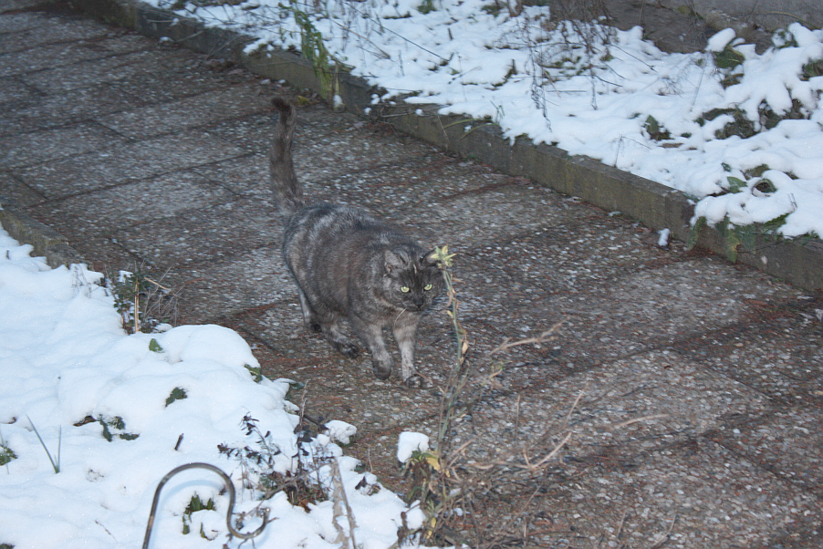 tarnkatze