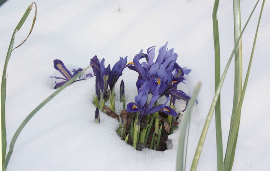 iris2