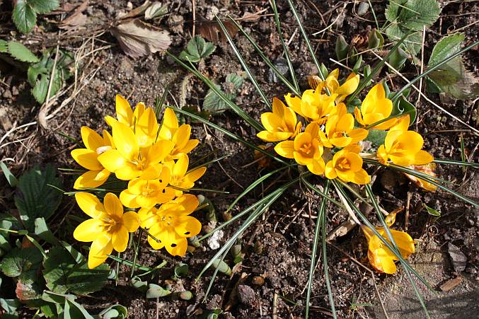 krokus2