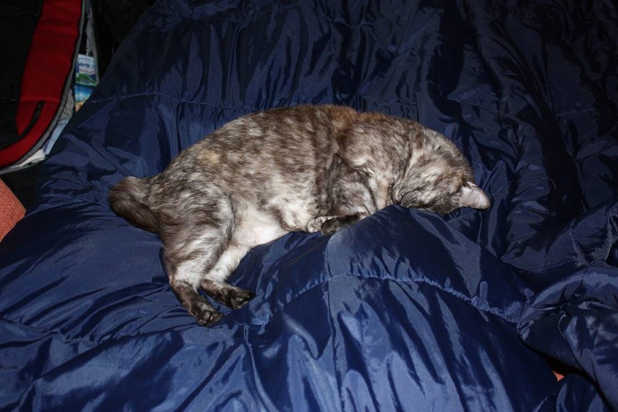 Trust the cat to be a pro at sleeping.