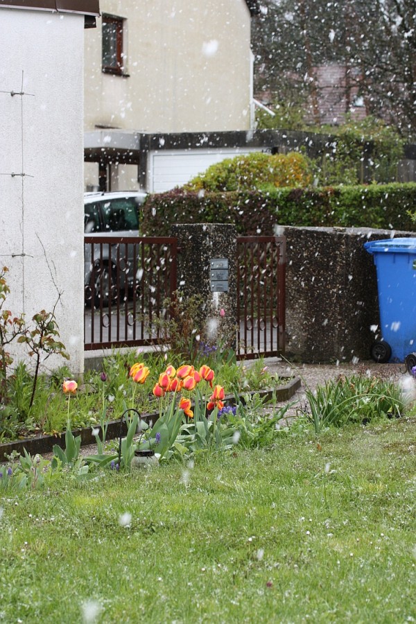 The weather is still really aprilly this morning. Case in point? Our tulips in the snow. Huge snowflakes!