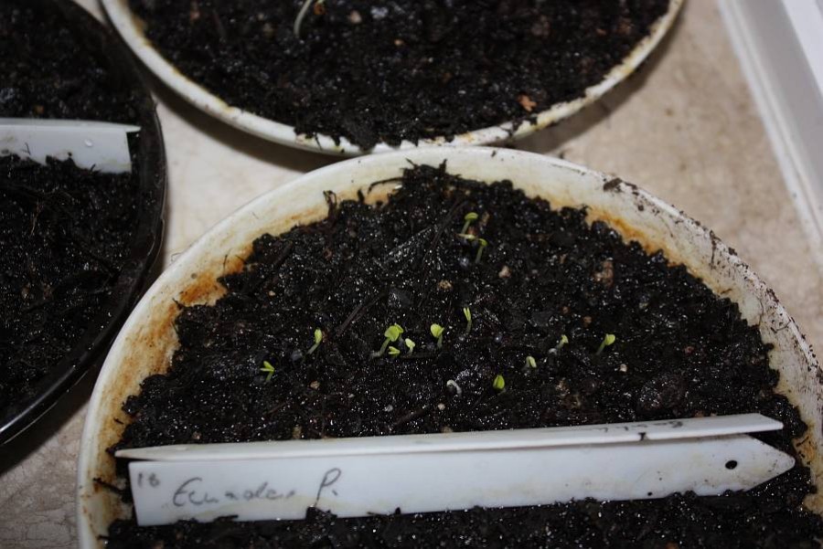 Basil seeds, sprouting. Yay basil!