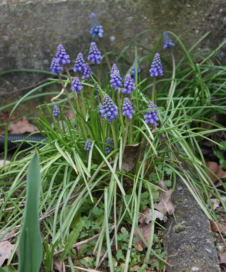 bauernbueble
