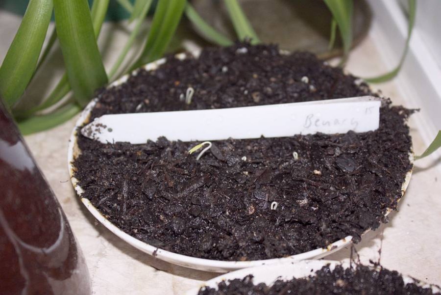 Tomato seedlings, fresh out of the soil.
