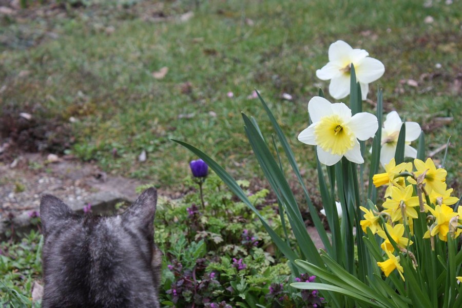 blumenkatze
