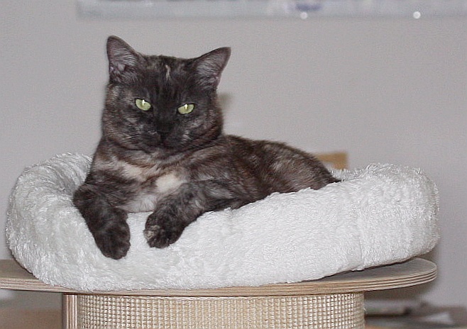 cat_watching_you