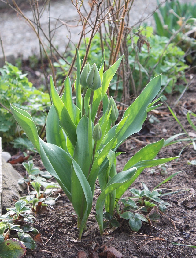 tulips