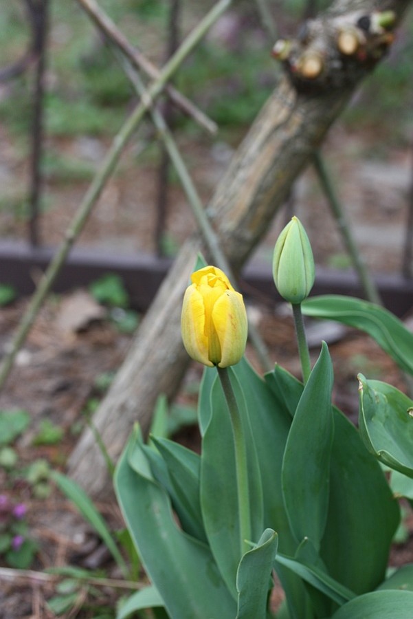 tulpe_gelb