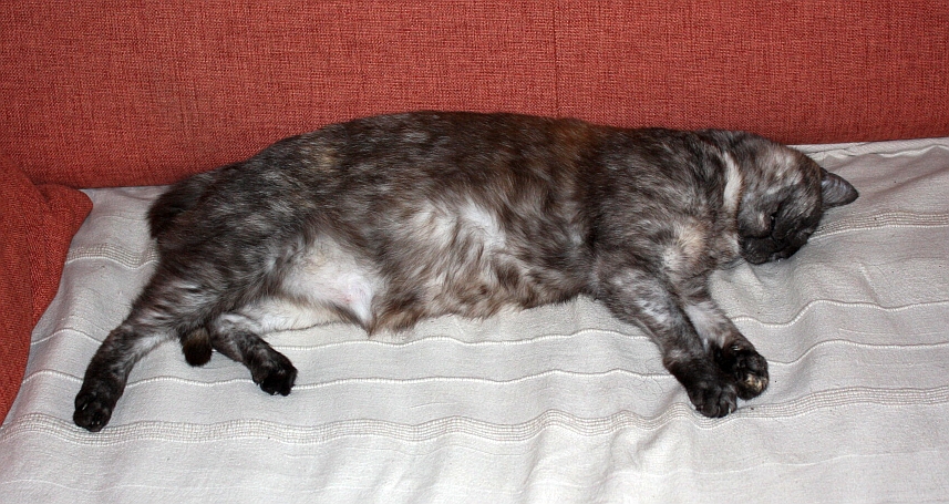 unimpressedcat