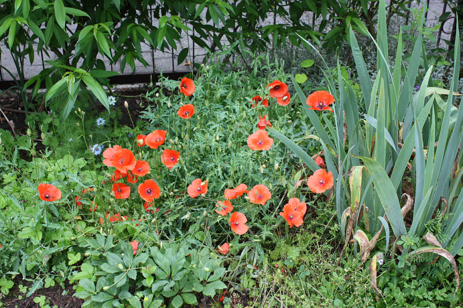 poppies