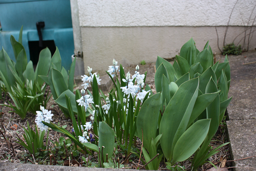 flowers1