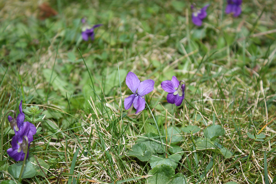 flowers2