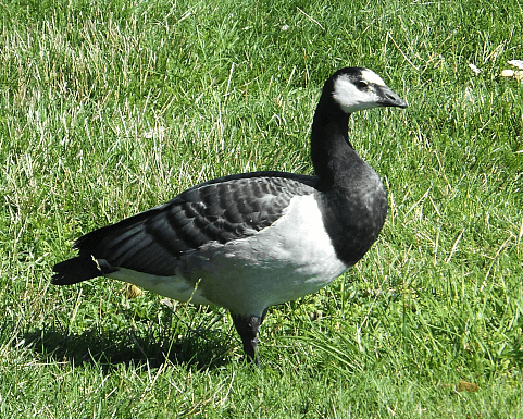 barnaclegoose