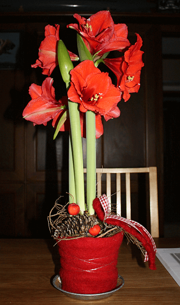 amaryllis