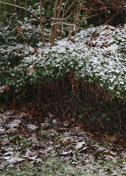 schnee