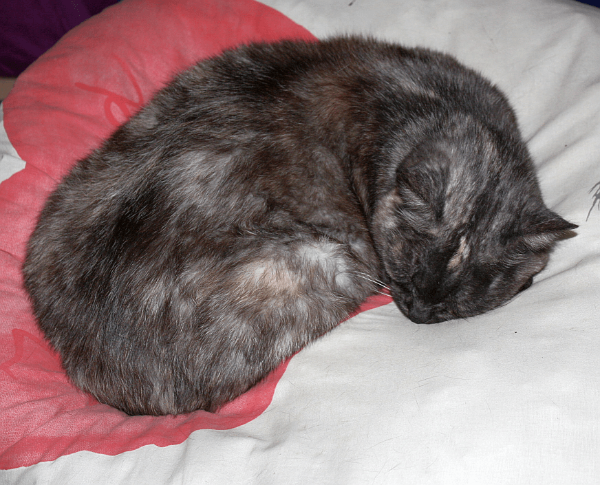 sleepingcat