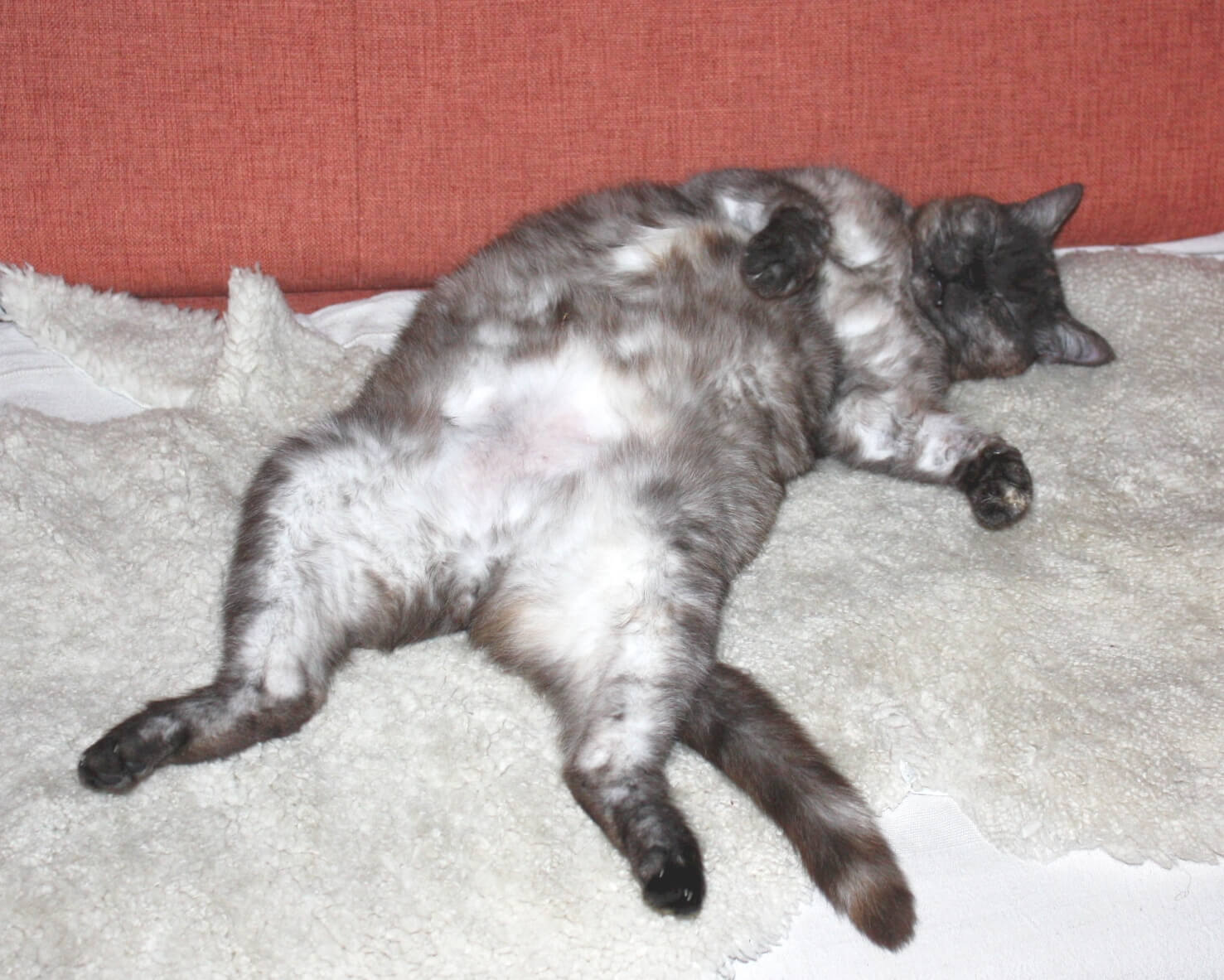 katze_prellder_hiitsch