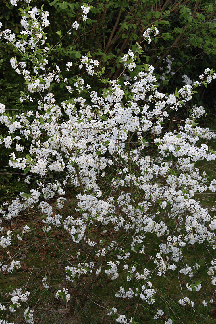 cherryblossom
