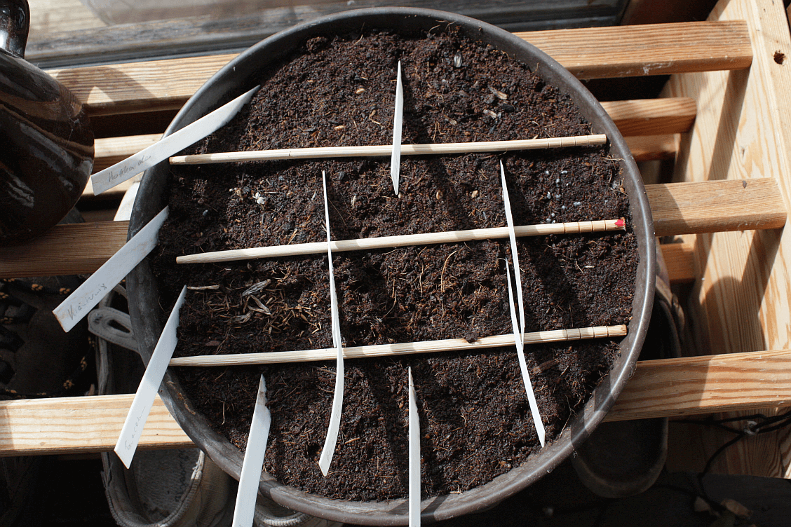 seedlings