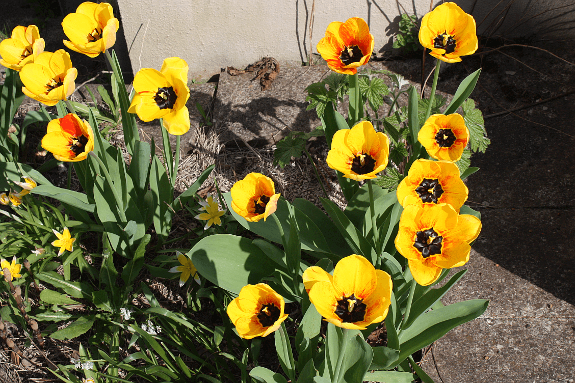 tulip2