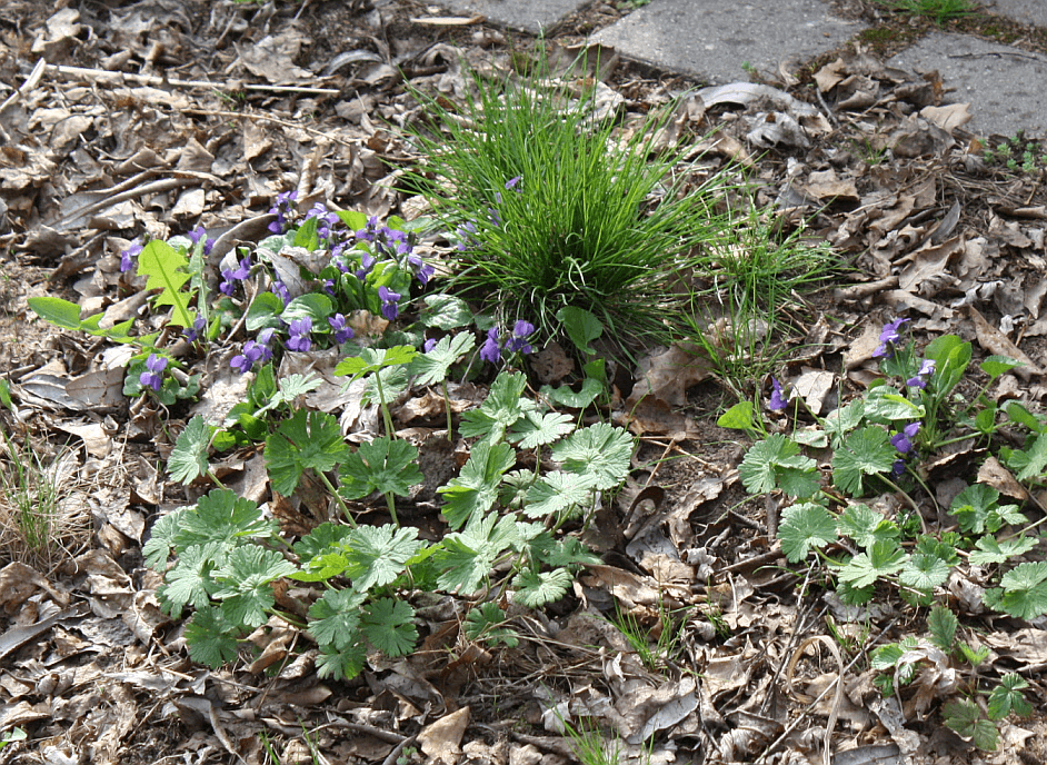 violets