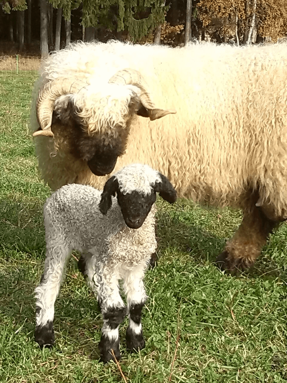 blacknose