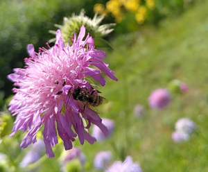 small wild bee sitting on a flower
