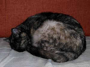 Cat curled up and sleeping