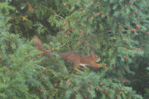 Squirrel picking a yew berry to eat